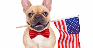 Pet Safety and Fireworks