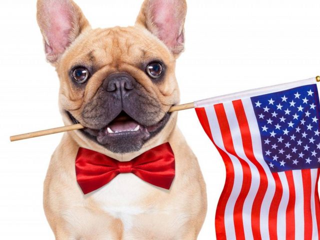 Pet Safety and Fireworks